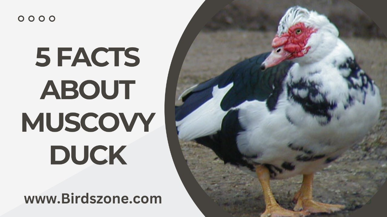 5 Facts About Muscovy Duck