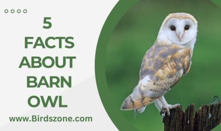 5 Facts About Barn Owl