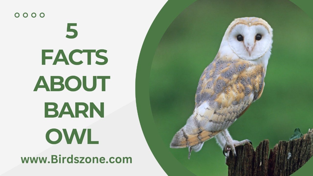 5 Facts About Barn Owl