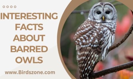 Interesting Facts About Barred Owls