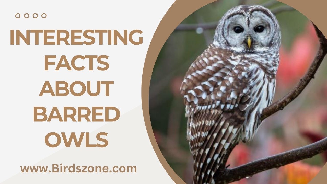 Interesting Facts About Barred Owls