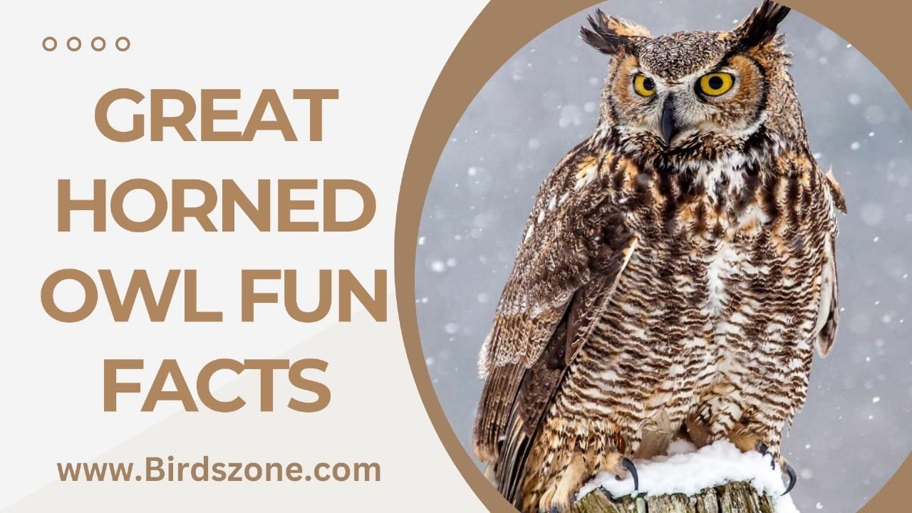 Great Horned Owl Fun Facts - birdszone.com