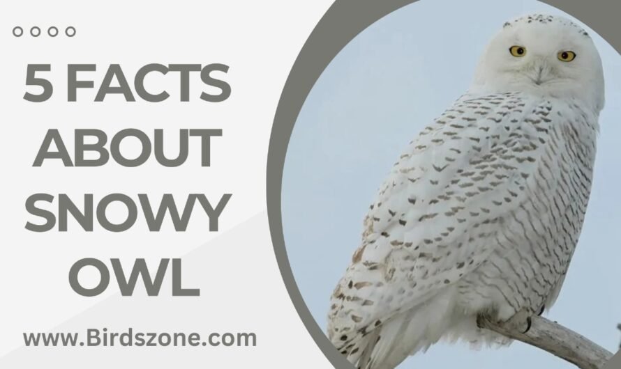 5 Facts About Snowy Owl