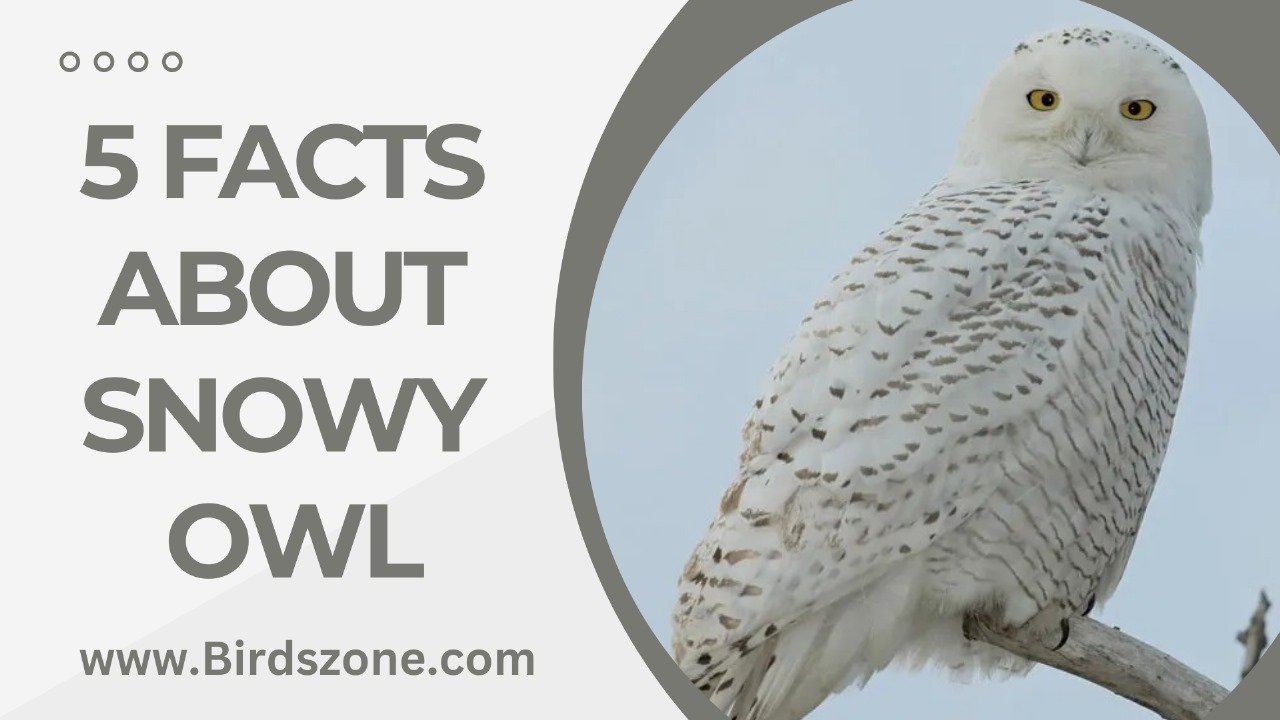 5 Facts About Snowy Owl