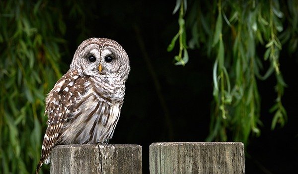 Interesting Facts About Barred Owls