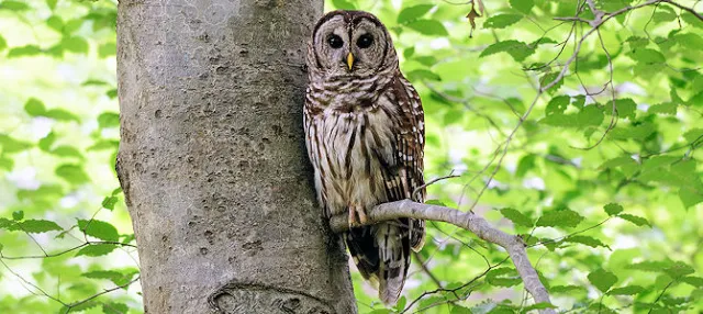 Interesting Facts About Barred Owls