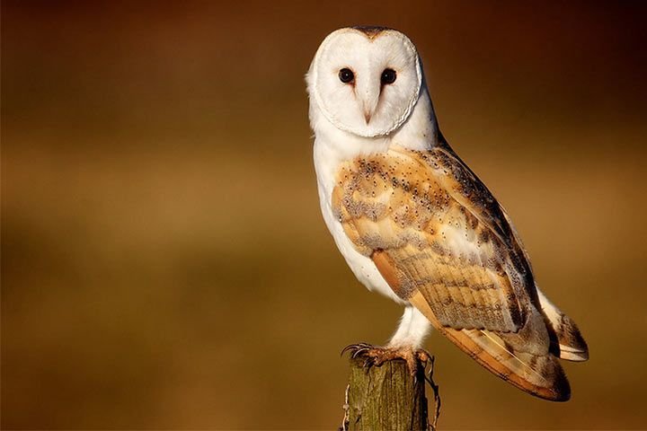 5 Facts About Barn Owl