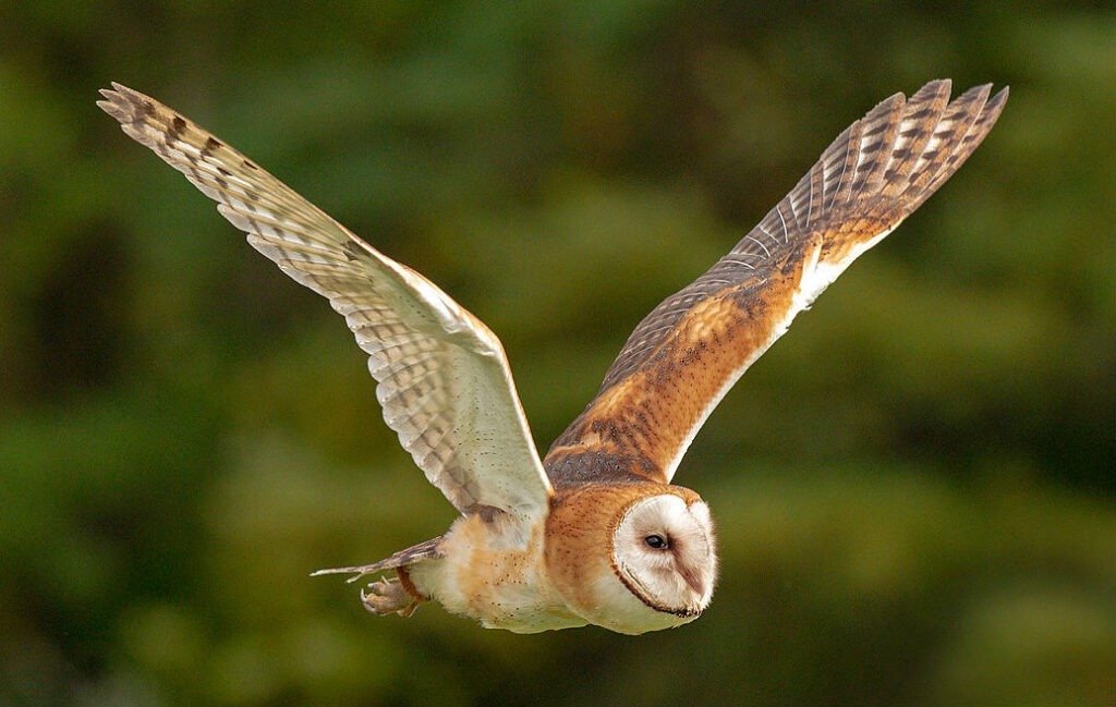 5 Facts About Barn Owl