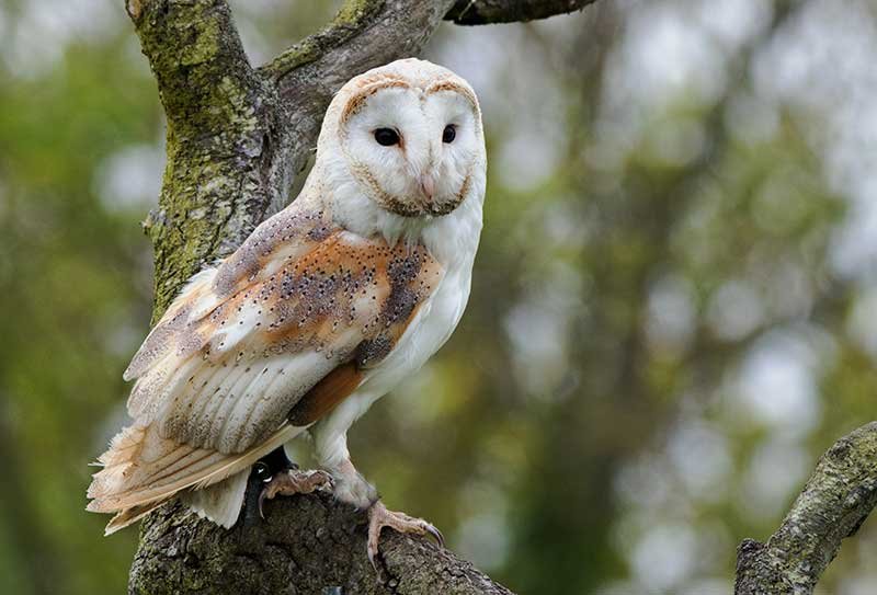 5 Facts About Barn Owl