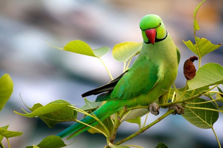 Are Male Or Female Parrots Better