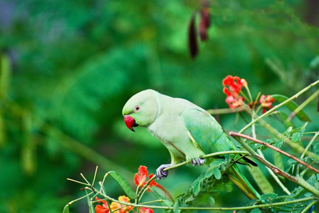 Are Male Or Female Parrots Better