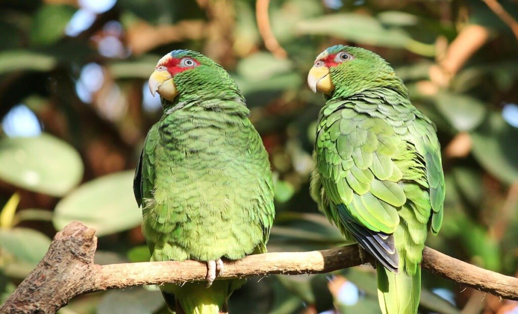 Are Male Or Female Parrots Better