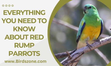 Everything You Need To Know About Red Rump Parrots