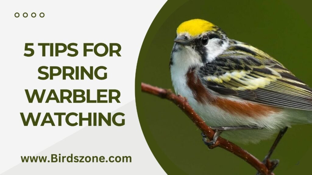 5 Tips For Spring Warbler Watching