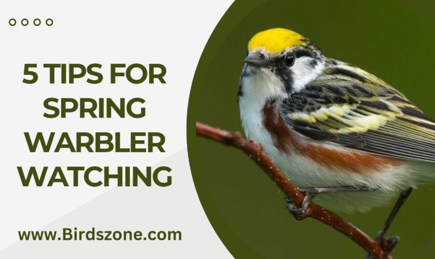 5 Tips For Spring Warbler Watching