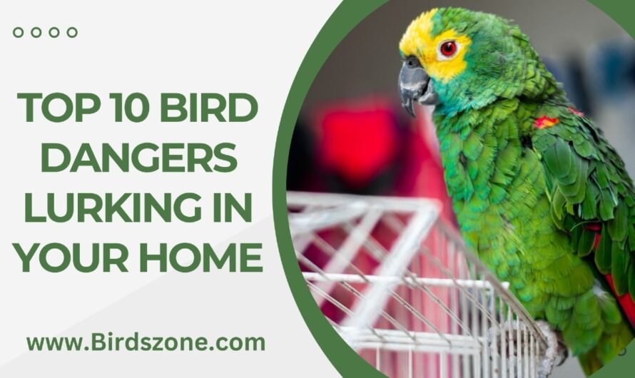 Top 10 Bird Dangers Lurking in Your Home