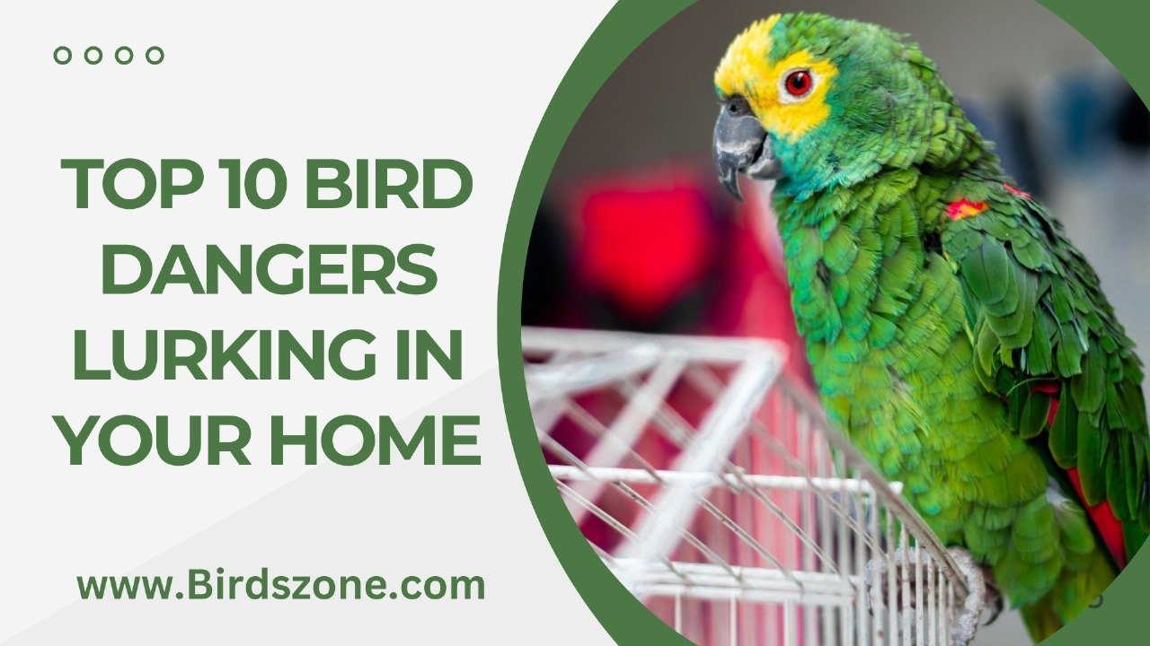 Top 10 Bird Dangers Lurking in Your Home