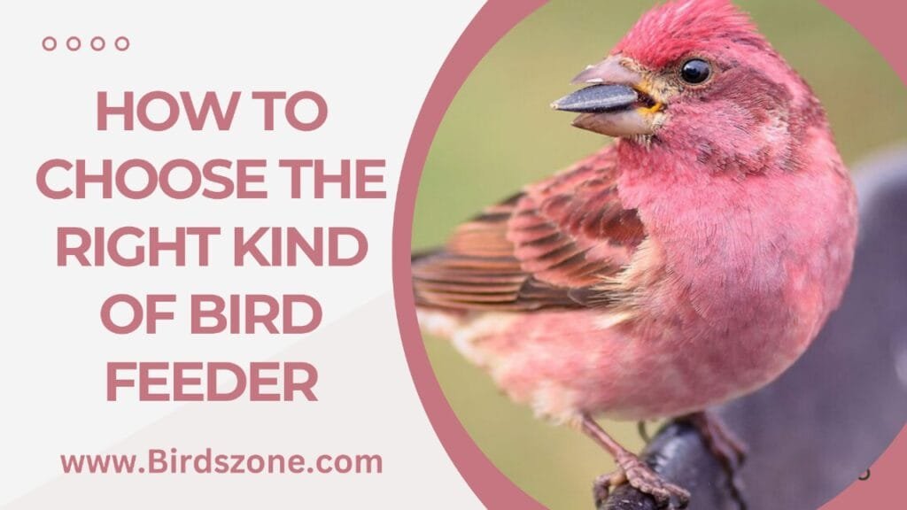 How To Choose The Right Kind Of Bird Feeder