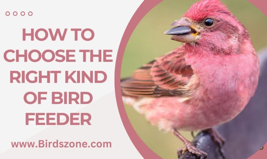 How To Choose The Right Kind Of Bird Feeder