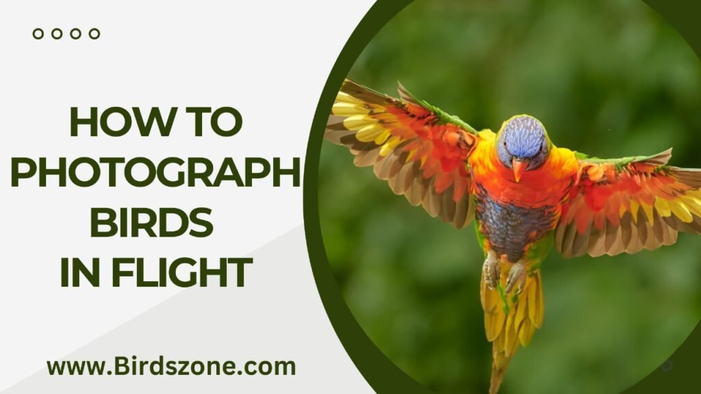 How To Photograph Birds In Flight