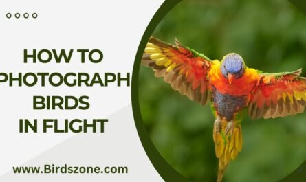 How To Photograph Birds In Flight