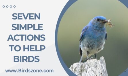 Seven Simple Actions to Help Birds