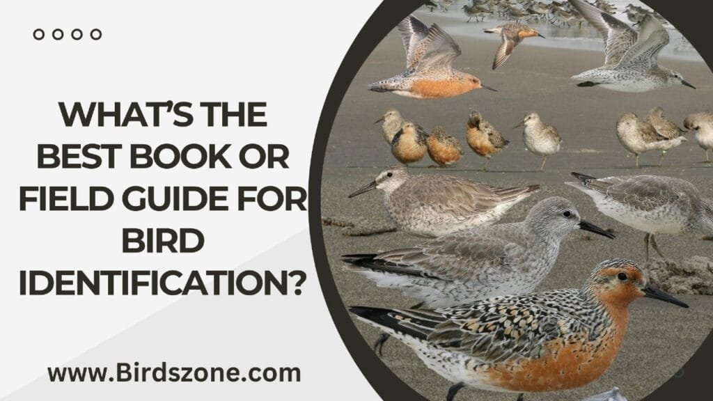 What’s The Best Book Or Field Guide For Bird Identification?