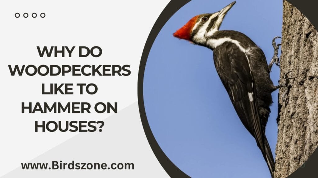 Why Do Woodpeckers Like To Hammer On Houses?