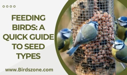 Feeding Birds: A Quick Guide To Seed Types