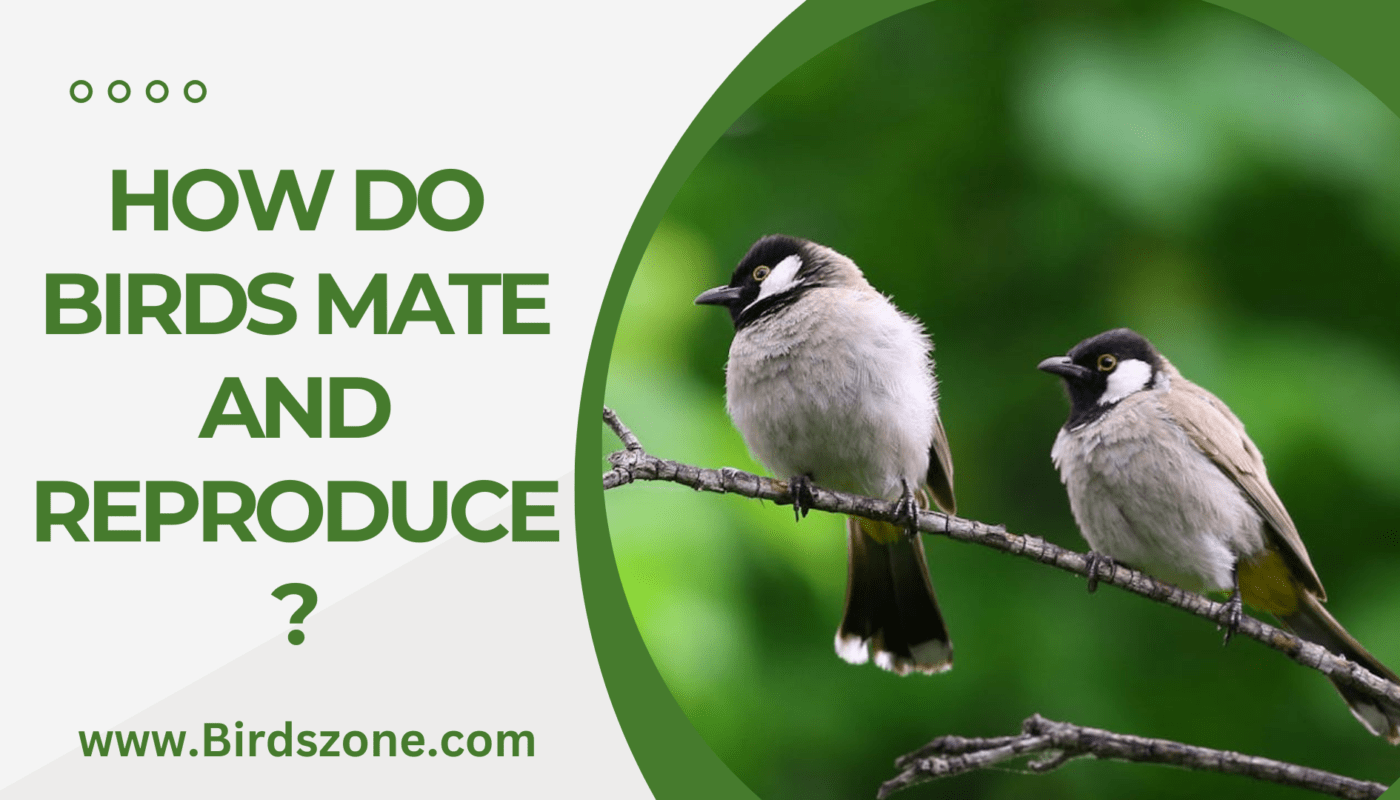 How Do Birds Mate and Reproduce?