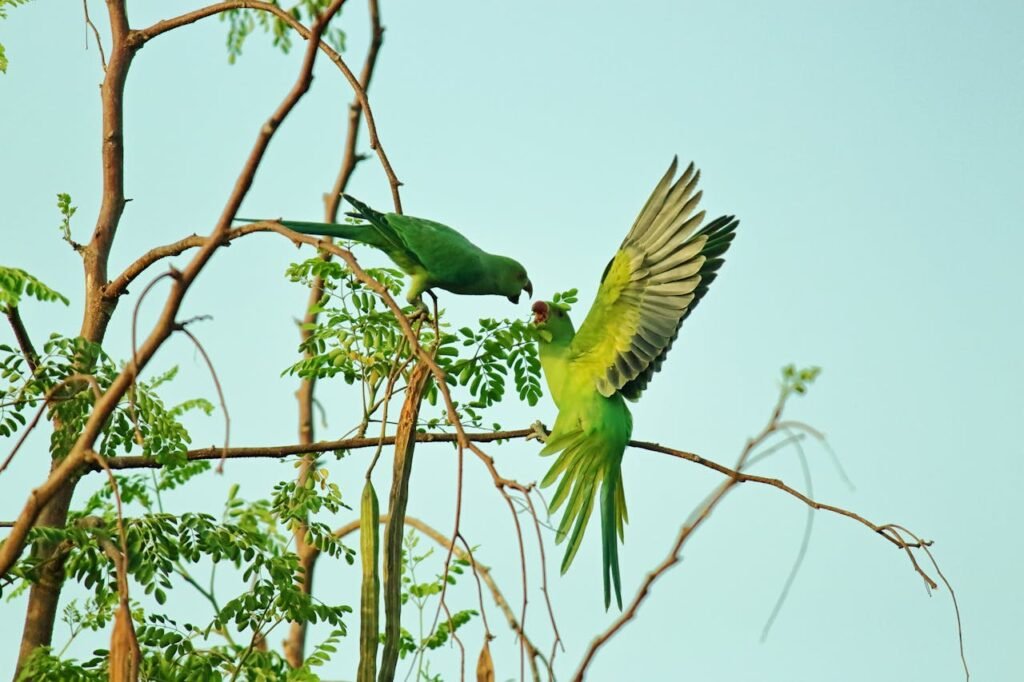 The Reproductive Anatomies of Birds The Closer View