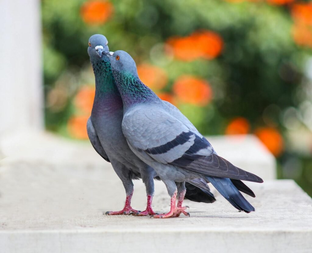 The Mating Act The Act of Mating: How Birds reproduce