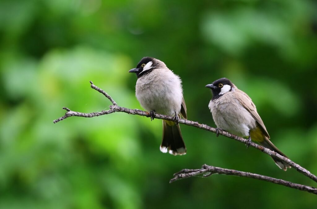 Male Birds and their Role in Reproduction