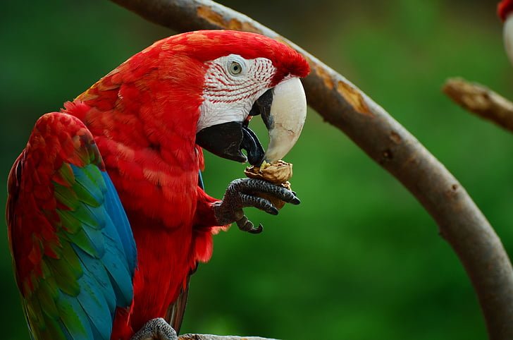 Common Parrot & Pet Birds Average Lifespans