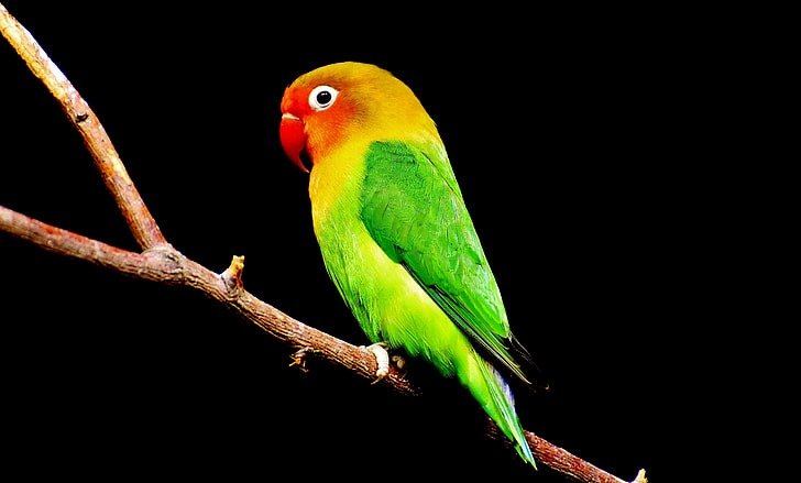 What Makes Some Parrots Live Longer Than Others?