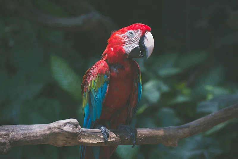 5 top Ways to Improve a Parrot's Lifespan