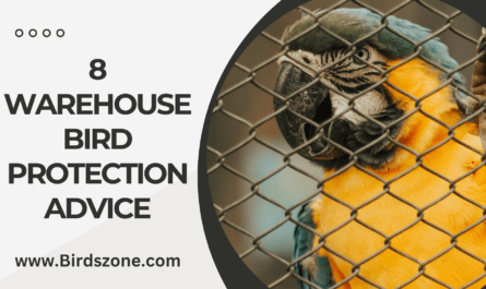 8 Warehouse Bird Protection Advice