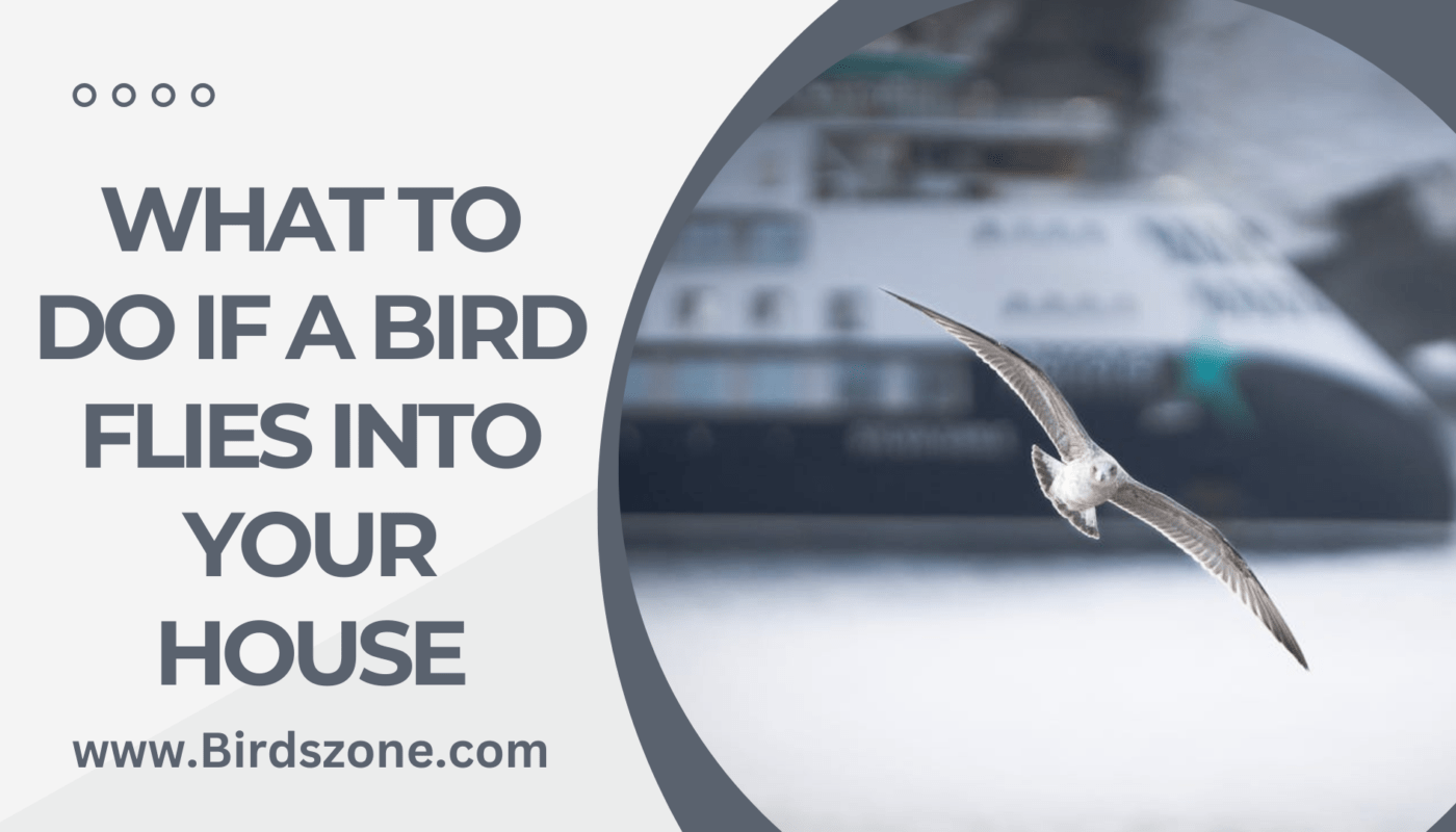 What to Do If a Bird Flies Into Your House