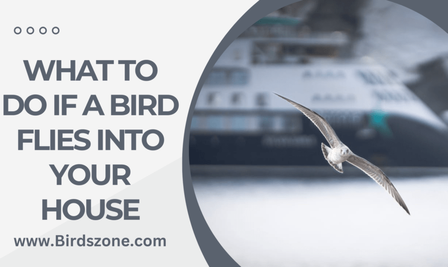 What to Do If a Bird Flies Into Your House