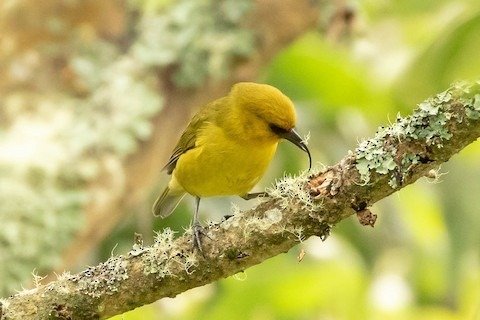 Akiapolaau - The Versatile Hawaiian Finch