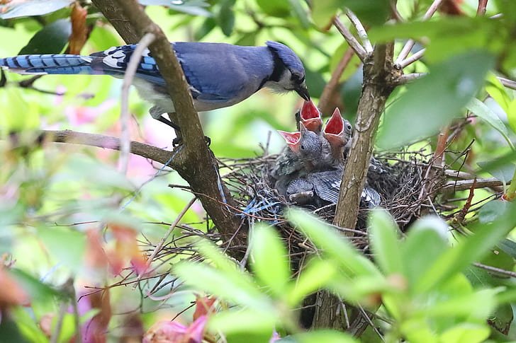 Blue Jays' Natural Diet in the Wild