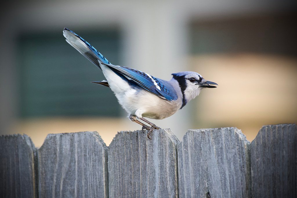 Blue Jays' Natural Diet in the Wild