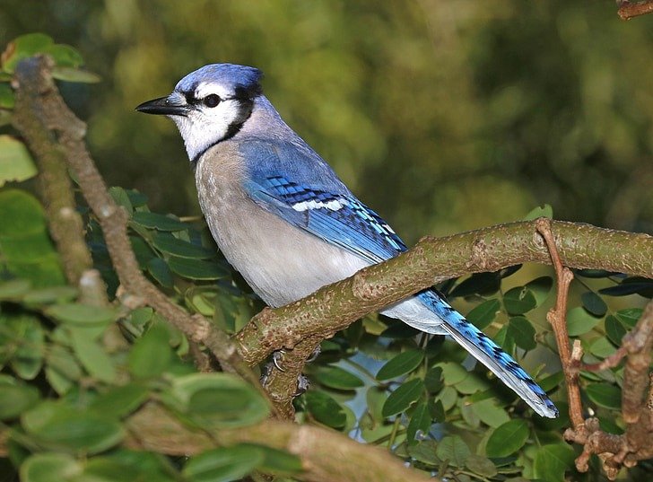 What Do Blue Jays Eat: Interesting Facts About Blue Jays