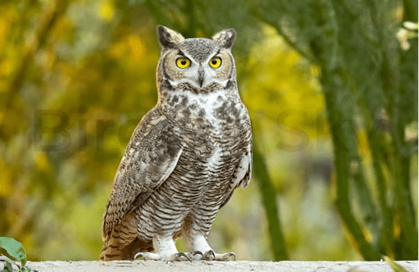 Great Horned Owl