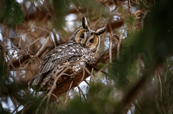 Barred Owl, Long-eared Owl, and Short-eared Owl