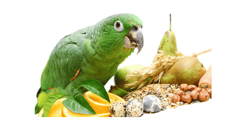 Understanding the Parrot's Diet