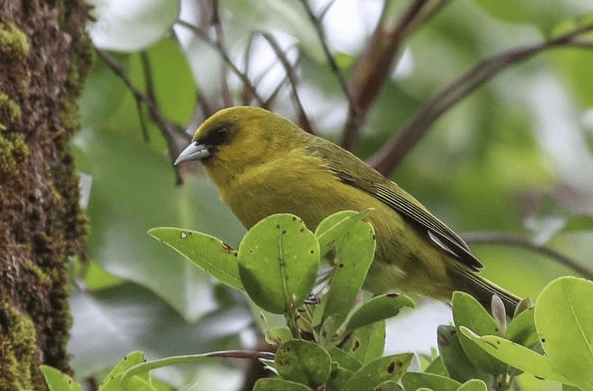 Akekee - The Unique Finches of Hawaii