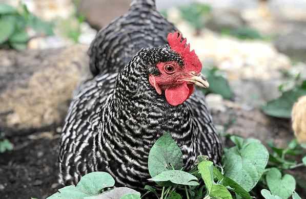 Signs of Egg Production in Barred Rock Hens