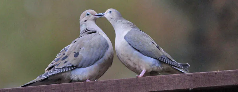 Mourning Dove Vs Pigeon- What’s the Difference?