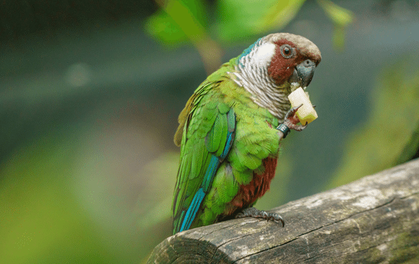 INTERESTING FACTS ABOUT PARROTS
